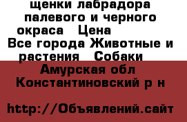 щенки лабрадора палевого и черного окраса › Цена ­ 30 000 - Все города Животные и растения » Собаки   . Амурская обл.,Константиновский р-н